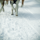 Illustration for article titled Where the Dogs Are: A Dogsledding Photo Diary